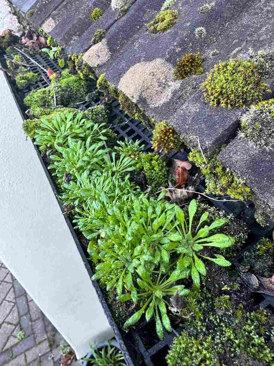 gutter-cleaning-needham-market-suffolk-blockage_1